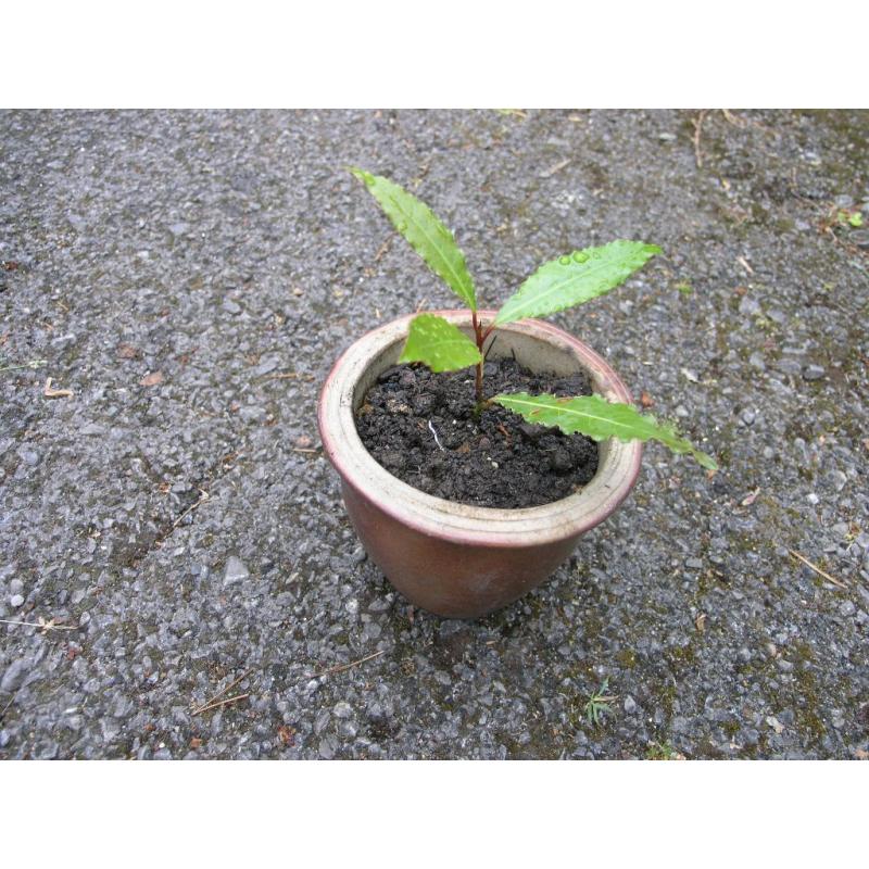 Small bay Tree In Earthenware Pot Weymouth Free local Delivery