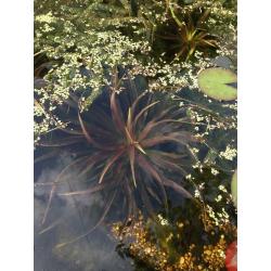 Water Soldier plants (stratiotes alludes) - for ponds