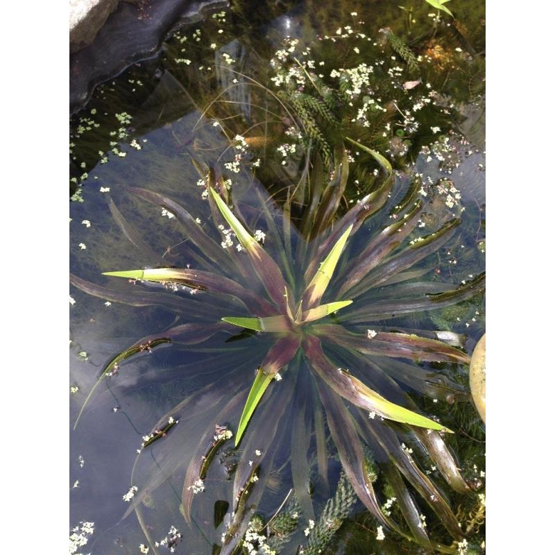 Water Soldier plants (stratiotes alludes) - for ponds