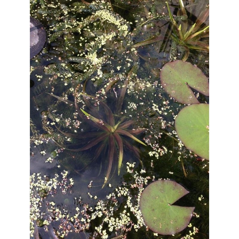 Water Soldier plants (stratiotes alludes) - for ponds