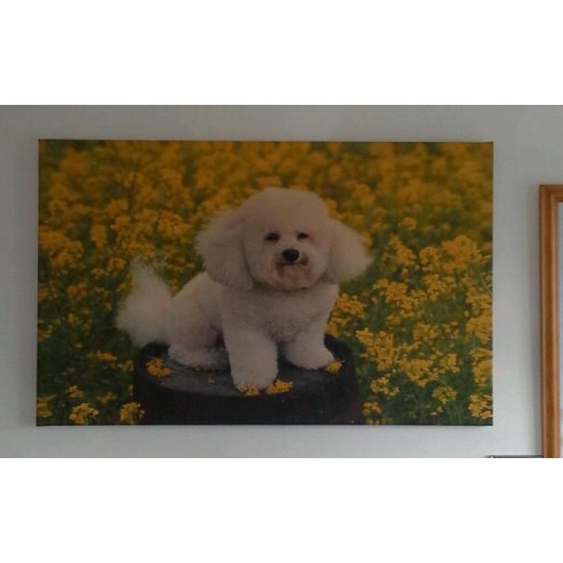 Large canvas print of a Bichon Frise