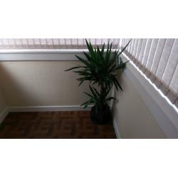 Marure & Healthy Yucca Plant - Space in porch needed so plant has to go