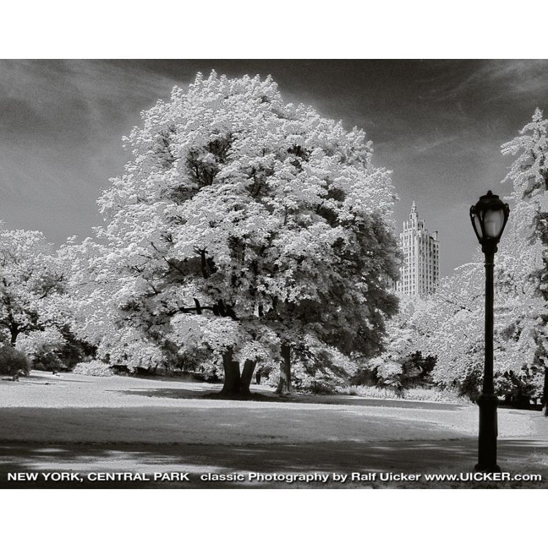 New York, Central Park Tree