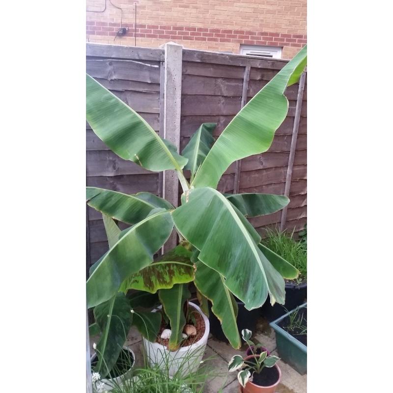 Beautiful Banana Plant - Dwarf Cavendish with Pot