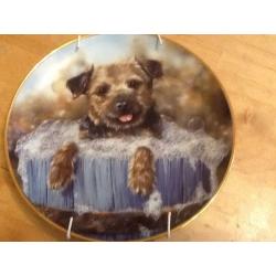 Boarder terriers collection